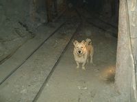 Miner's dog.jpg